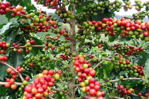 Giá cà phê Arabica và Robusta tăng