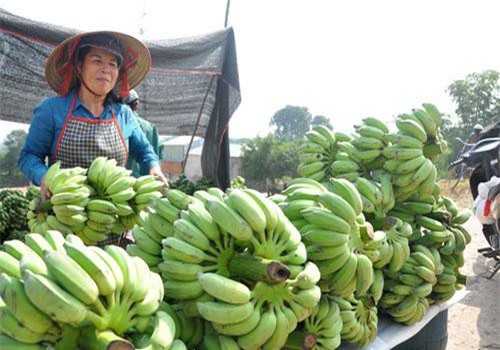 Hà Nội phấn đấu có hơn 1.000ha cây ăn quả ứng dụng công nghệ cao