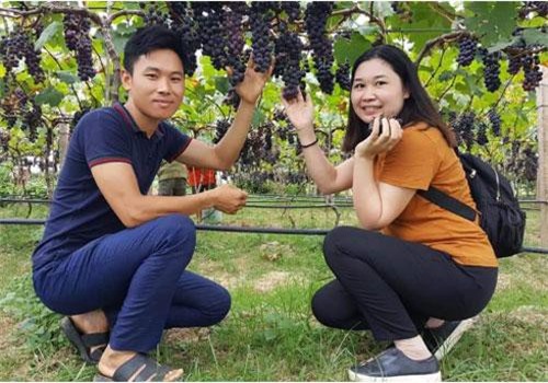 Ai lên Lạng Sơn ghé vườn nho độc nhất vô nhị, vạn người mê