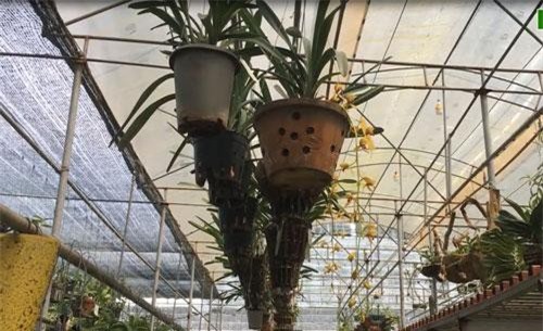 CLIP: Vườn phong lan "đột biến" trị giá tiền tỷ của đại gia Hà Nội