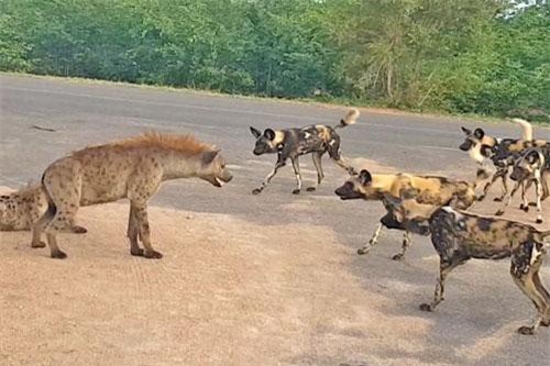 CLIP: 2 con linh cẩu đối đầu đàn chó hoang và cái kết