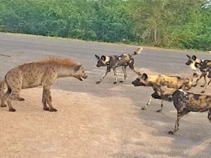 CLIP: 2 con linh cẩu đối đầu đàn chó hoang và cái kết