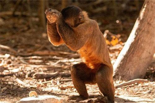 Không riêng con người, nhiều loài khỉ đã bước vào thời kỳ đồ đá từ 3000 năm trước