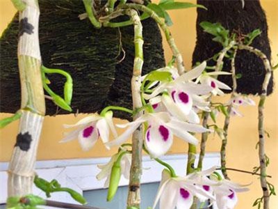 Phú Thọ: Nơi có những giò phi điệp đột biến 5 cánh trắng giá tiền tỷ