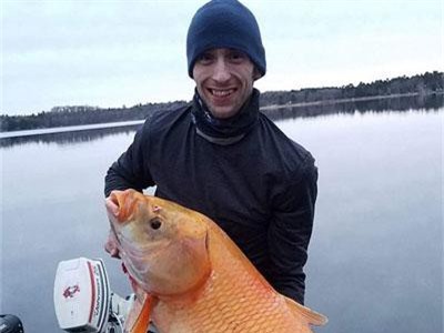 Bắt được cá vàng "thành tinh" gần 100 tuổi, dài cả mét