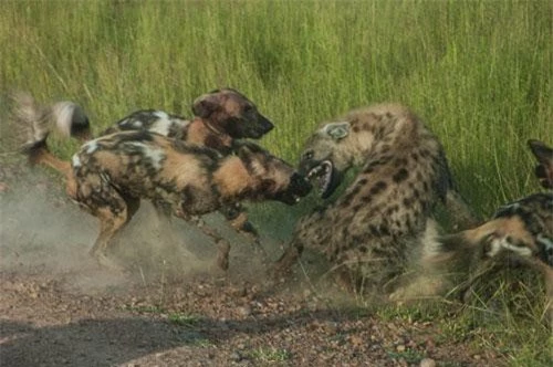 Linh cẩu bị bầy chó hoang vây đánh.