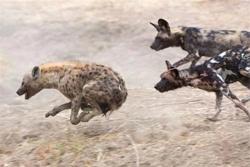 Linh cẩu phải bỏ chạy khi bị bầy chó hoang truy sát.
