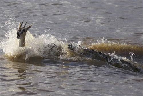 CLIP: Linh dương mẹ chấp nhận hy sinh để giúp con thoát chết