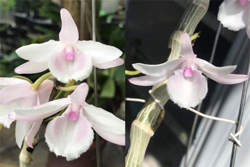 Sửng sốt những giò lan đột biến, đại gia Hà Nội “đo cây” trả tiền