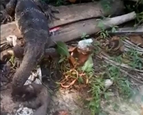 CLIP: Kỳ đà giết chết cầy mangut rồi nuốt chửng