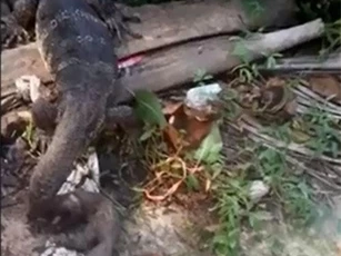 CLIP: Kỳ đà giết chết cầy mangut rồi nuốt chửng