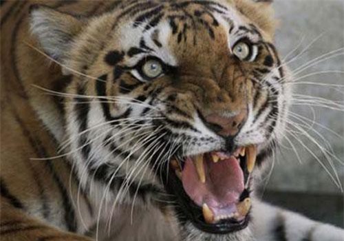 CLIP: 'Hú vía' cảnh hai người đàn ông suýt bị hổ đoạt mạng