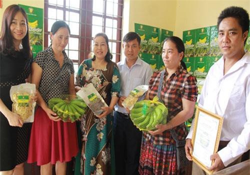Lào Cai: Chuối có nhãn hiệu, doanh thu tăng thêm gần 60 tỷ