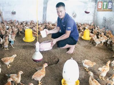 Thái Bình: Đàn lợn bị "xoá sổ", nông dân liều mình nuôi gia cầm