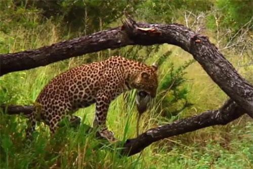 CLIP: Khỉ con bị báo hoa mai hạ sát vì… quá ‘ham chơi’