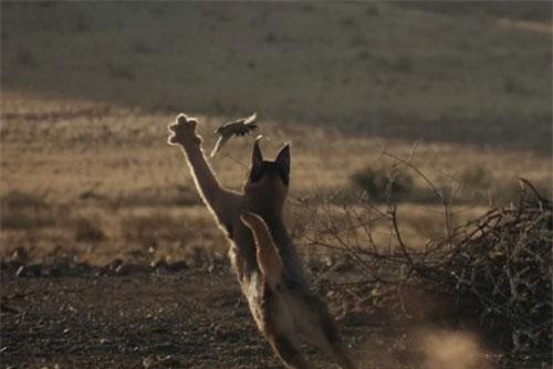 CLIP: ‘Mê mẩn’ trước những pha săn mồi của động vật khi được quay chậm