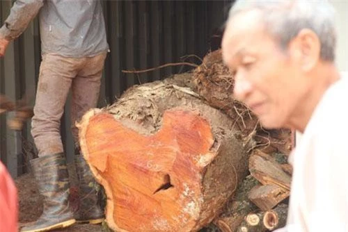 Kế hoạch bán đấu giá hơn 5 tấn gỗ sưa đỏ vào ngày mai buộc phải hoãn lại (Ảnh: Nguyễn Trường).