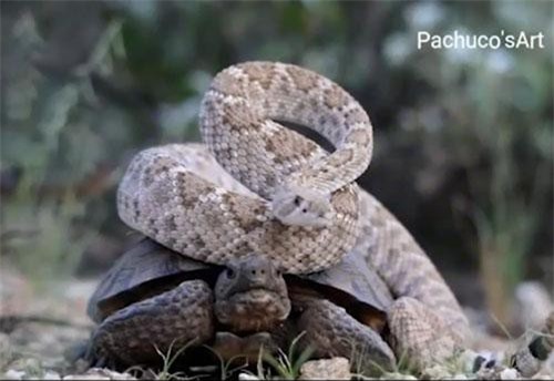 CLIP: Rắn đuôi chuông "quá giang" trên lưng rùa