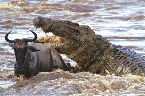 CLIP: Cá sấu khổng lồ đoạt mạng linh dương đầu bò trong chớp mắt