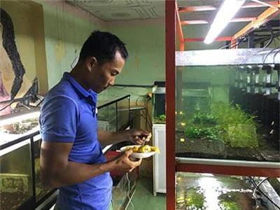 Bình Thuận: Trai phố biển nuôi tép kiểng mà mỗi tháng lời 25-30 triệu