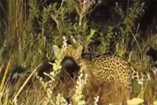 CLIP: Con mồi lì lợm khiến báo đốm phải "chào thua"