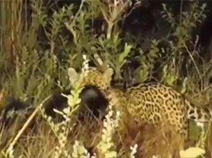 CLIP: Con mồi lì lợm khiến báo đốm phải "chào thua"