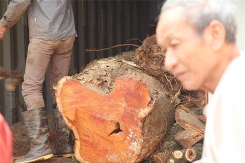 Hà Nội: Vỡ kế hoạch bán đấu giá hơn 5 tấn gỗ “sưa trăm tỷ”