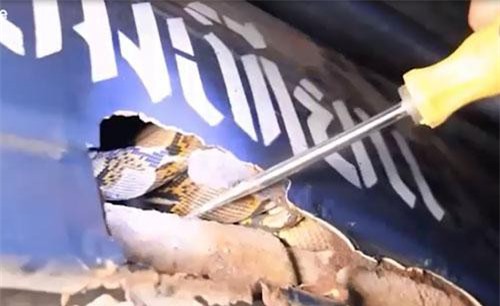 CLIP: Hoảng hồn phát hiện sinh vật kinh dị trốn trong xe buýt