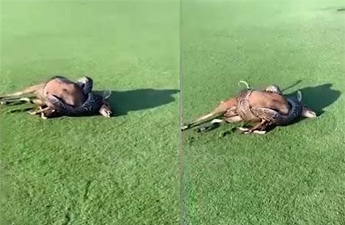 CLIP: 'Toát mồ hôi' xem loài trăn to nhất nhì châu Phi siết mồi