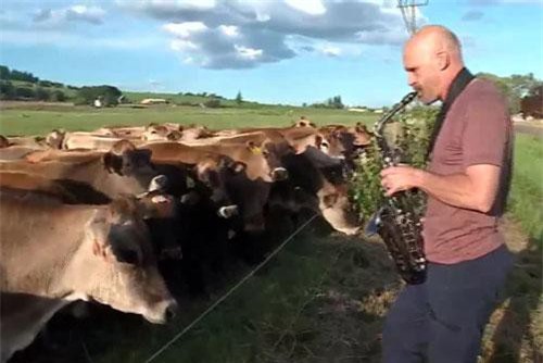 Chơi kèn saxophone cho... bò nghe