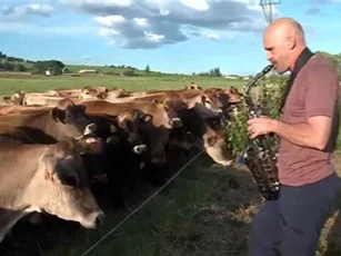 Chơi kèn saxophone cho... bò nghe