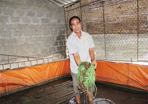 Hưng Yên: Tận dụng chuồng lợn nuôi lươn không bùn, có con nào lái mua con đó