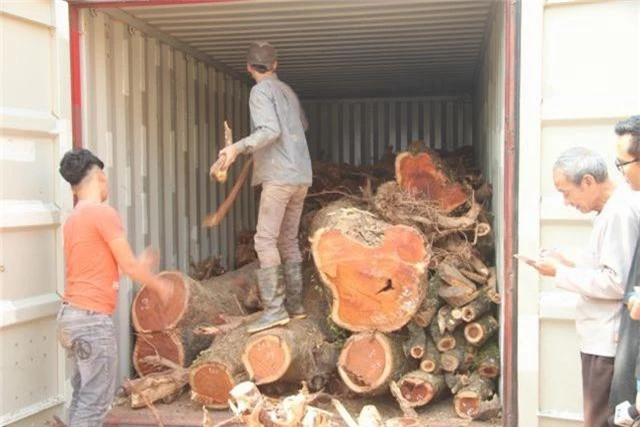 Vỡ kế hoạch bán đấu giá hơn 5 tấn gỗ “sưa trăm tỷ” - 2