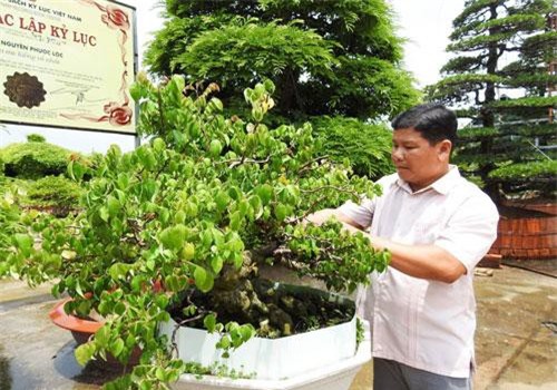 Bỏ lỡ đại học Bách khoa ra lại làm chủ vườn kiểng 100 tỷ đồng