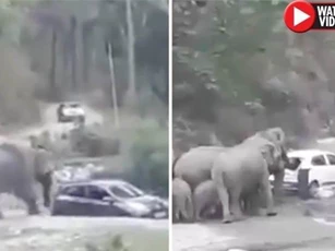 CLIP: Bầy voi điên cuồng phá phách ôtô để dọn đường