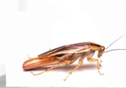 CLIP: Loài gián Đức mới xuất hiện ở Việt Nam đã trở nên 'bất tử'