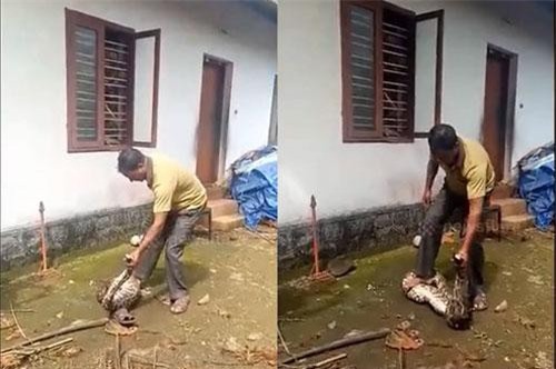 CLIP: 'Hãi hùng' người đàn ông tóm đầu trăn bắt nôn gà