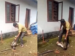 CLIP: 'Hãi hùng' người đàn ông tóm đầu trăn bắt nôn gà