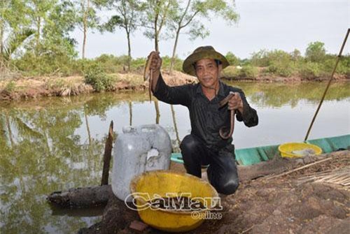 Cà Mau: “Đệ nhất” thụt lịch xứ Cà Mau và câu chuyện ly kỳ về 1 anh Hai Lúa