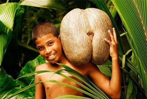 Trái dừa biển mang hình dáng nhạy cảm như vòng 3 của người thiếu nữ, được trồng ở các đảo Praslin và Curieuse thuộc Seychelles, quốc gia ít dân nhất tại châu Phi