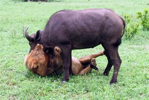 CLIP: ‘Lãnh chúa vùng đồng cỏ’ ra tay, trâu rừng ngay lập tức chết thảm