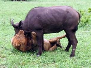 CLIP: ‘Lãnh chúa vùng đồng cỏ’ ra tay, trâu rừng ngay lập tức chết thảm