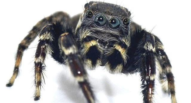 Phát hiện loài nhện ngựa mới ở Úc