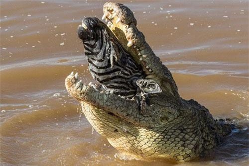 CLIP: ‘Lạnh gáy’ trước cảnh cá sấu nuốt chửng đầu ngựa vằn