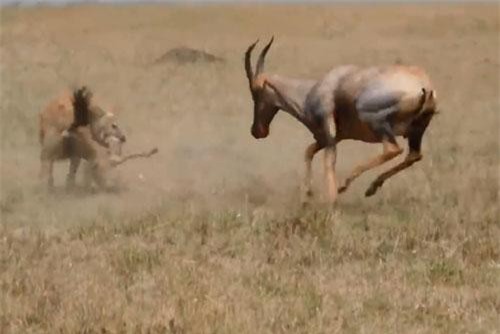 CLIP: Linh cẩu ‘chịu đấm ăn xôi’, bất chấp bị húc để hạ sát linh dương con