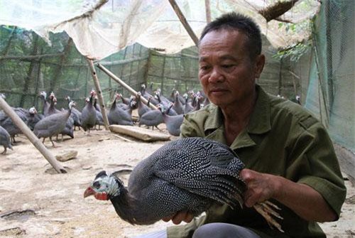 Sơn La: Nuôi loài gà chỉ sợ kêu điếc tai chứ đầu ra không phải "đau đầu"