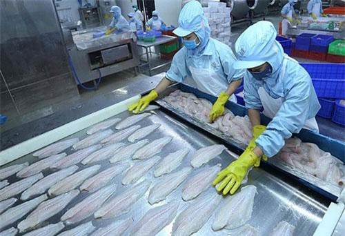 Xuất khẩu thủy sản sang thị trường CPTPP: Đáp ứng tiêu chuẩn khắt khe