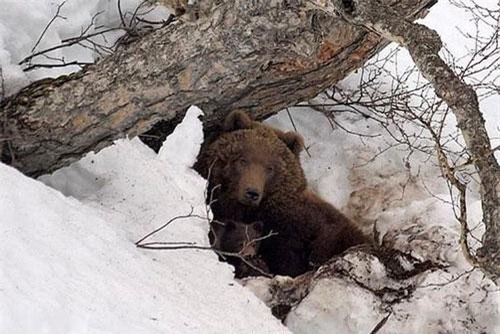 'Lạnh gáy' trước lời kể của người đàn ông bị gấu nhốt trong hang làm thức ăn dự trữ