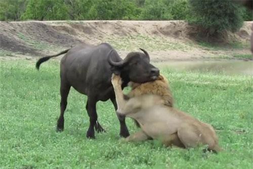 Sư tử đực ‘đơn thương độc mã’ lao vào giữa bầy trâu rừng săn mồi và cái kết mỹ mãn
