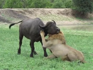 Sư tử đực ‘đơn thương độc mã’ lao vào giữa bầy trâu rừng săn mồi và cái kết mỹ mãn